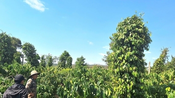 Giá tiêu hôm nay 1/11/2025: Phục hồi mạnh mẽ sau điều chỉnh, hồi phục 12-15,6% quý III