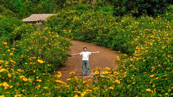 Tuần lễ hoa dã quỳ-núi lửa Chư Đang Ya 2025 sẽ diễn ra từ ngày 14 đến 16-11