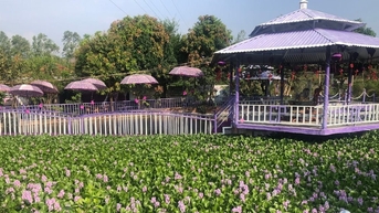 Đồi Tím Phú Yên: Khám phá ngọn đồi tím mộng mơ xứ Nẫu