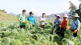 Nhộn nhịp mùa thu hoạch lá atiso Sa Pa