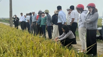 Xã Nghi Dương có 28 mô hình tích tụ ruộng đất