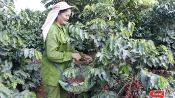Nông dân Chiềng Cơi phấn khởi thu hoạch cà phê