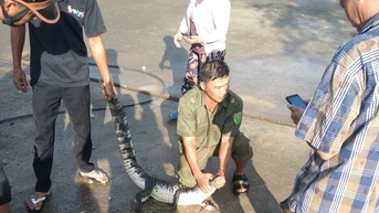 Bắt được cá sấu nặng 10kg ở xã Vân Khánh