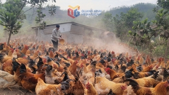 Ấm no dưới những tán rừng