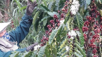 Xuất khẩu cà phê đạt kỷ lục nhưng năm tới liệu có còn 'ngon ăn'?