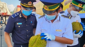 Sau 1 tuần gỡ vướng khâu kiểm nghiệm, xuất khẩu sầu riêng thông suốt trở lại
