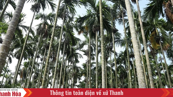 Mùa cau ở Hồ Vương