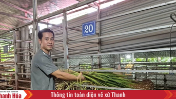 Hiệu quả từ chương trình xuất khẩu lao động ở xã miền núi Mậu Lâm