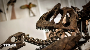 Brazil phát hiện dấu vết của nhiều loài khủng long ở vùng Amazon