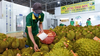 Xuất khẩu sầu riêng thông suốt trở lại sau 1 tuần gỡ vướng khâu kiểm nghiệm