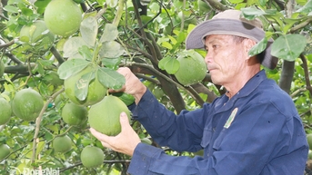 Sử dụng chế phẩm IMO - vì nền nông nghiệp bền vững