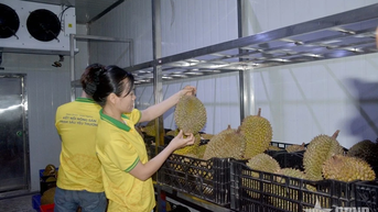 Xuất khẩu sầu riêng sang Trung Quốc trở lại bình thường