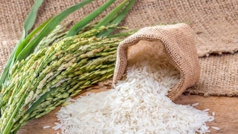 Giá lúa gạo hôm nay 2/11: Giao dịch trầm lắng, giá đi ngang