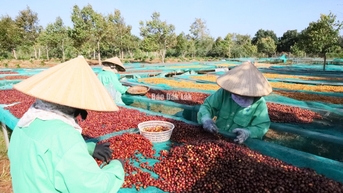 Ngành cà phê Việt Nam lập kỷ lục xuất khẩu mới với trên 8,4 tỷ USD