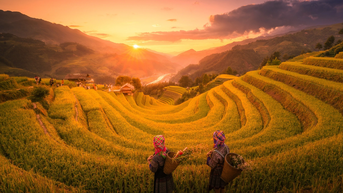 Mãn nhãn với mùa vàng rực rỡ ở Mù Cang Chải