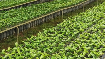 Giá cà phê hôm nay 2/11/2025: Giữ vững ở ngưỡng an toàn