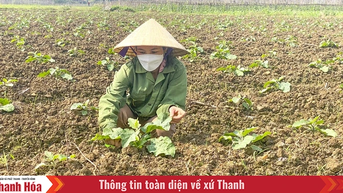 Điểm sáng trong sản xuất vụ đông ở miền núi
