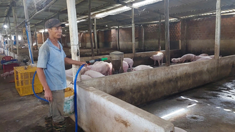 Gia Lai thúc đẩy phát triển chăn nuôi dịp cuối năm