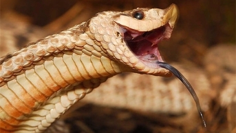 អ្នក​វិទ្យាសាស្ត្រ​អូស្ត្រាលី​បកស្រាយ​សិល្បៈ​បរបាញ់​ពស់​ពិស