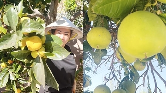 Danh hài Thúy Nga 'bội thu' cây trái trong biệt thự triệu đô ở Mỹ