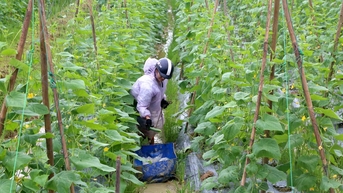 Nông dân Nghệ An trồng cây vụ đông ngắn ngày phục vụ thị trường cuối năm