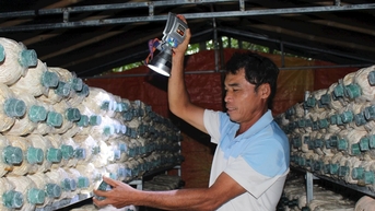 Trồng tre, nuôi nấm - hướng làm nông tuần hoàn