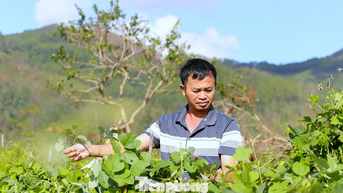 Cây trồng '3 lợi ích' giúp nông dân thoát nghèo