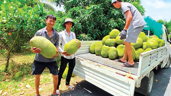 Nông nghiệp Cần Thơ vượt khó, đạt tăng trưởng cao