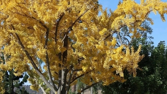 Du khách bịt mũi vì mùi "nôn ói" tỏa ra từ cặp cổ thụ 75 tuổi ở công viên