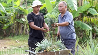 Làm vườn hiệu quả trên vùng đất trũng