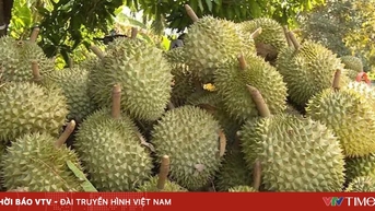 Trung Quốc chi gần 1 tỷ USD mua sầu riêng Việt trong một tháng