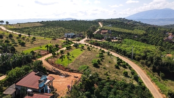 Giá tiêu hôm nay 3/11/2025: Đà nín thở trước cao điểm cuối năm