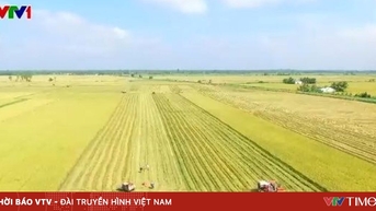 Gạo phát thải thấp của Việt Nam chinh phục nhiều thị trường khó tính