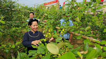 Táo Đại Sơn - hứa hẹn mùa quả ngọt
