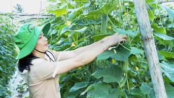Trồng dưa chuột - Hướng phát triển kinh tế mới ở xã Bình Lư