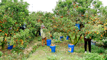 Bắc Ninh: Tập trung sản xuất các giống khoai tây sạch bệnh và tiêu thụ cam, bưởi