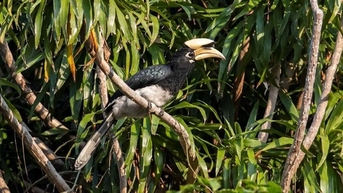 Phát hiện thêm 27 loài chim mới ở Vườn quốc gia Bái Tử Long