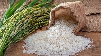 Giá lúa gạo hôm nay 3/11: Thị trường ổn định, giao dịch trầm lắng