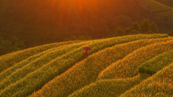 Mùa vàng trên đỉnh Sam Síp