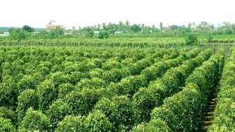 Giá tiêu hôm nay 3/11: Nhập khẩu 36.000 tấn với 225,7 Triệu USD