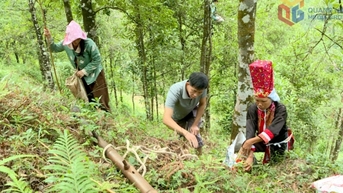 Xã Hoành Mô đẩy mạnh cấp mã vùng trồng, nâng tầm giá trị cây hồi 