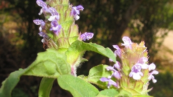 Hoàn thiện cơ chế bảo tồn và phát triển giống dược liệu: Bước đi chiến lược cho y học cổ truyền Việt Nam