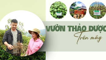 Vườn thảo dược trên mây