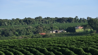 Giá cà phê hôm nay 4/11: Mưa miền Trung không chặn được đà phục hồi