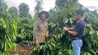 Mùa vụ mới trên những vùng cà phê giảm phát thải