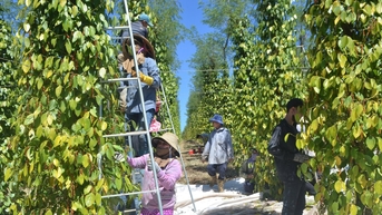 Thúc đẩy các giải pháp sản xuất, kinh doanh hồ tiêu bền vững