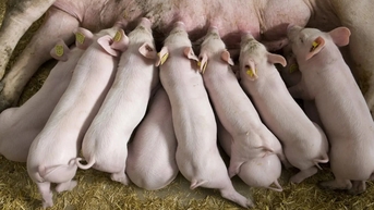 Giá heo hơi hôm nay 4/11: Hà Nội tiếp tục giữ vững đỉnh 54.000 đồng/kg