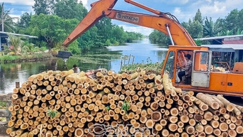 Keo lai được mùa, được giá