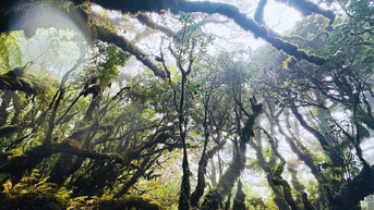 Rừng rêu cổ tích trên cung đường chinh phục Phu Sa Phìn