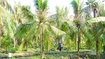 Tích cực phòng trừ sinh học, sâu bệnh trên cây trồng giảm